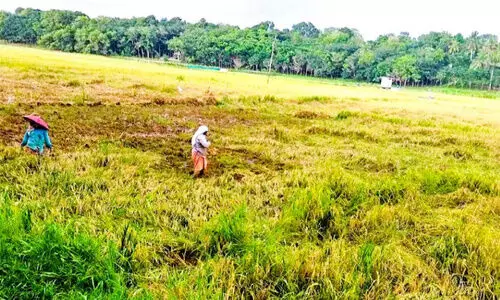 വേനൽ മഴയും കനാൽവെള്ളവും; ചാരുംമൂട് മേഖലയിൽ 2.45 കോടിയുടെ കൃഷിനാശം വേനൽ മഴയും കനാൽവെള്ളവും; ചാരുംമൂട് മേഖലയിൽ 2.45 കോടിയുടെ കൃഷിനാശം