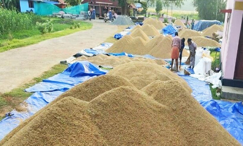 കോൾ മേഖലയിൽ നെല്ല്സംഭരണവും ഉണക്കിയെടുക്കലും ദുരിതമാകുന്നു കോൾ മേഖലയിൽ നെല്ല്സംഭരണവും ഉണക്കിയെടുക്കലും ദുരിതമാകുന്നു