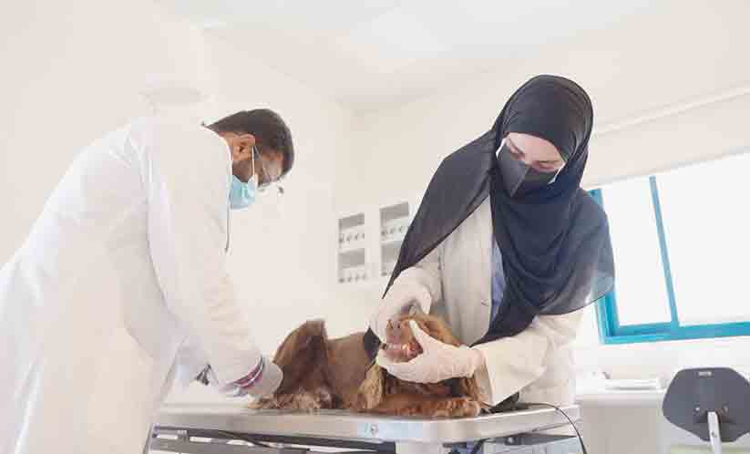 ദുബൈ പൊലീസിന്‍റെ ഡോഗ് സ്ക്വാഡ് നടത്തിയത് 2830 ദൗത്യം