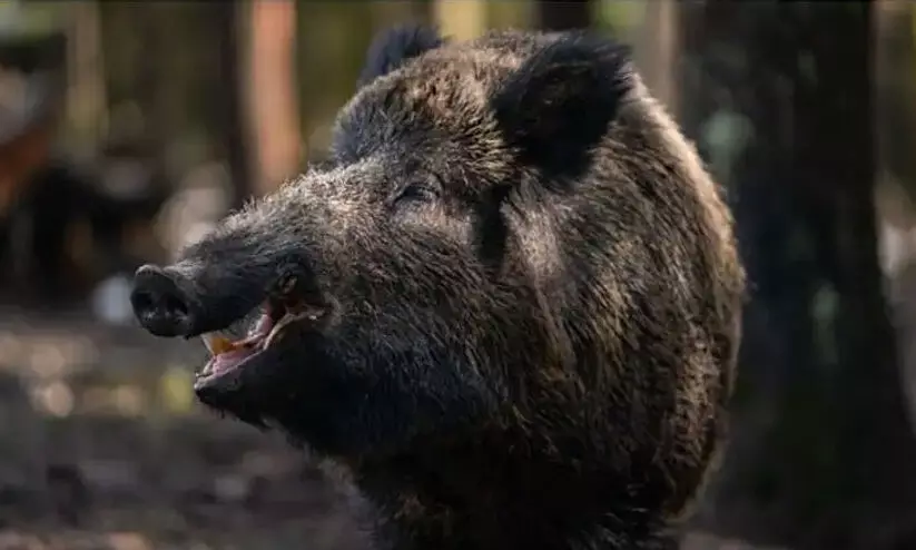 wild boar wild boar