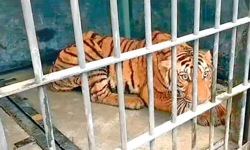 തീറ്റ, വിശ്രമം... കുപ്പാടിയിലെ കടുവക്ക് സുഖചികിത്സ തീറ്റ, വിശ്രമം... കുപ്പാടിയിലെ കടുവക്ക് സുഖചികിത്സ