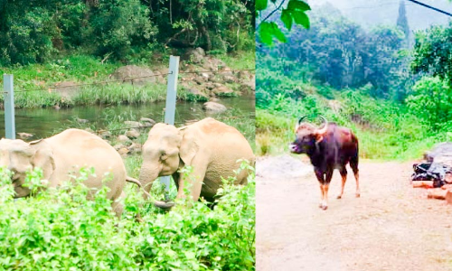 അടിവാരത്ത് വളര്‍ത്തുമൃഗങ്ങളെ അജ്ഞാത ജീവി കടിച്ചുകൊല്ലുന്നു