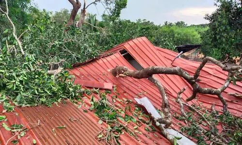 കല്യാണമണ്ഡപത്തിന്‍റെ ഭക്ഷണപുരക്ക് മേൽ മരം വീണു; മൂന്ന് പേർക്ക് പരിക്ക്
