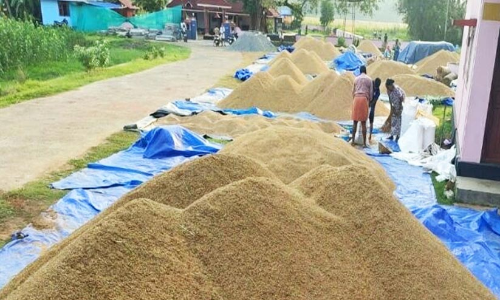 കോൾ മേഖലയിൽ നെല്ല്സംഭരണവും ഉണക്കിയെടുക്കലും ദുരിതമാകുന്നു