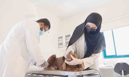 ദുബൈ പൊലീസിന്‍റെ ഡോഗ് സ്ക്വാഡ് നടത്തിയത് 2830 ദൗത്യം