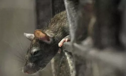 സർക്കാർ ആശുപത്രിയിൽ നവജാത ശിശുവിന് എലിയുടെ കടിയേറ്റു; രണ്ട് നഴ്‌സുമാരെ പിരിച്ചുവിട്ടു