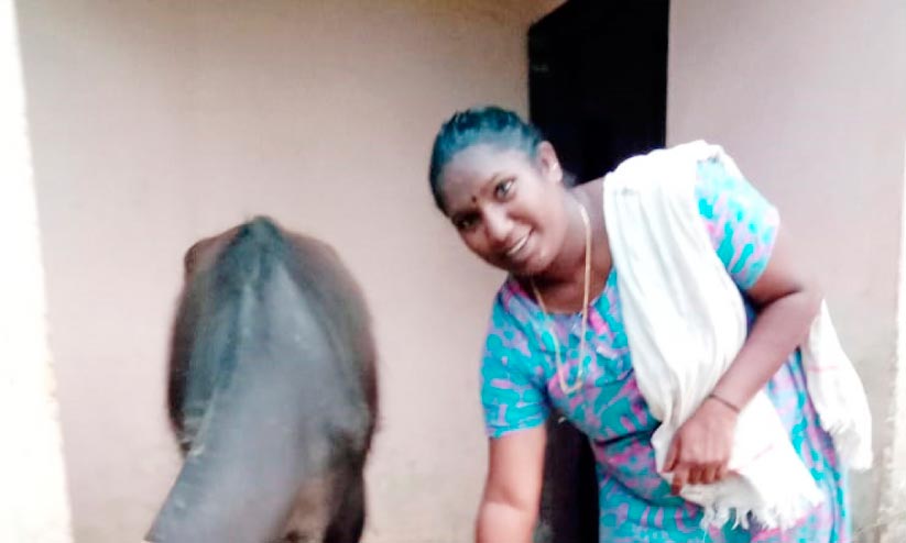 ആദിവാസി പണിയ, എം.എസ്.ഡബ്ല്യു; സിന്ധുവിന് തൊഴിൽ പോത്തു വളർത്തൽ ആദിവാസി പണിയ, എം.എസ്.ഡബ്ല്യു; സിന്ധുവിന് തൊഴിൽ പോത്തു വളർത്തൽ