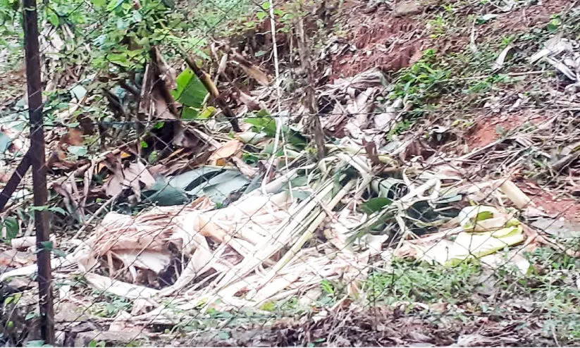 ഇടപ്പാളയത്ത് കാട്ടാനയിറങ്ങി കൃഷി നശിപ്പിച്ചു ഇടപ്പാളയത്ത് കാട്ടാനയിറങ്ങി കൃഷി നശിപ്പിച്ചു