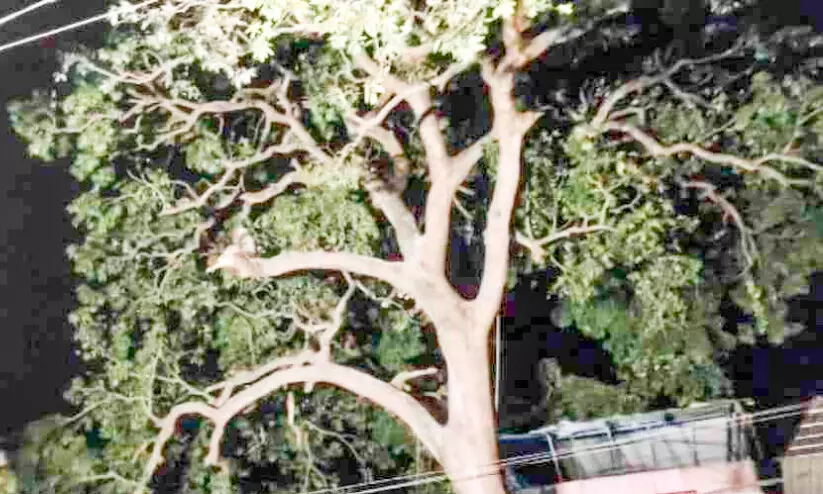 കിളികളെ തുരത്താൻ മാവിന്‍റെ ചില്ലകൾ മുറിച്ചു