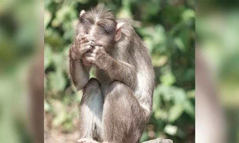 തെളിവുകളെല്ലാം കുരങ്ങൻ കൊണ്ടുപോയി, കൊലപാതക കേസിന്‍റെ വിചാരണക്കിടെ രാജസ്ഥാൻ പൊലീസിന്‍റെ പരാതി