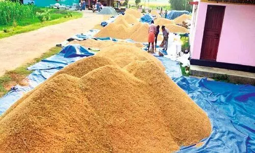 കോൾ മേഖലയിലെ നെല്ല് സംഭരണവും ഉണക്കിയെടുക്കലും ദുരിതം