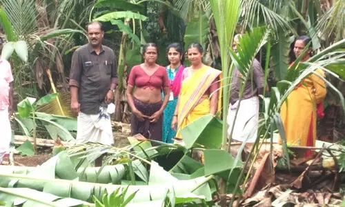കാറ്റിൽ വ്യാപക കൃഷി നാശം; ചെറുവത്തൂരിൽ മരം വീണ് വീട് തകർന്നു