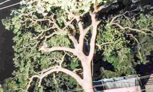 കിളികളെ തുരത്താൻ മാവിന്‍റെ ചില്ലകൾ മുറിച്ചു