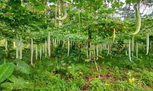 സമ്മിശ്രകൃഷിയില്‍ താരമായി ഉണ്ണികൃഷ്ണന്‍