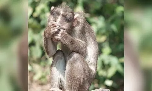 തെളിവുകളെല്ലാം കുരങ്ങൻ കൊണ്ടുപോയി, കൊലപാതക കേസിന്‍റെ വിചാരണക്കിടെ രാജസ്ഥാൻ പൊലീസിന്‍റെ പരാതി