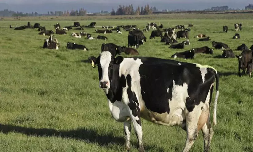 1.75 ലക്ഷം പശുക്കളെ കൊന്നൊടുക്കി; മൈകോപ്ലാസ്മ ബോവിസിൽനിന്ന് മുക്തിനേടി ന്യൂസിലൻഡ്