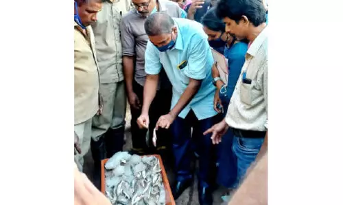 കാസർകോട് മാർക്കറ്റിൽ പരിശോധന; പിടികൂടിയത് 200 കിലോ പഴകിയ മീൻ