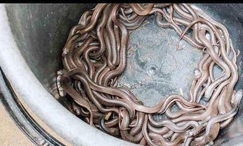 പരിസ്ഥിതി പ്രവര്‍ത്തകന്റെ വീട്ടില്‍ 50 മൂര്‍ഖൻ കുഞ്ഞുങ്ങള്‍