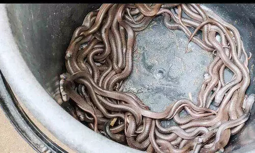 പരിസ്ഥിതി പ്രവര്‍ത്തകന്റെ വീട്ടില്‍ 50 മൂര്‍ഖൻ കുഞ്ഞുങ്ങള്‍