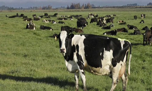 1.75 ലക്ഷം പശുക്കളെ കൊന്നൊടുക്കി; മൈകോപ്ലാസ്മ ബോവിസിൽനിന്ന് മുക്തിനേടി ന്യൂസിലൻഡ്
