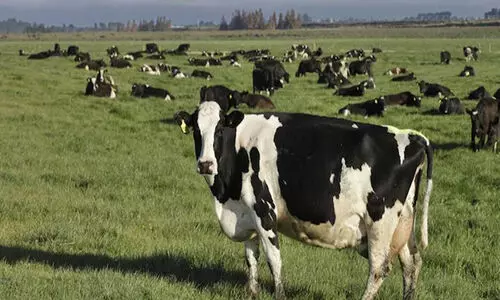 1.75 ലക്ഷം പശുക്കളെ കൊന്നൊടുക്കി; മൈകോപ്ലാസ്മ ബോവിസിൽനിന്ന് മുക്തിനേടി ന്യൂസിലൻഡ്