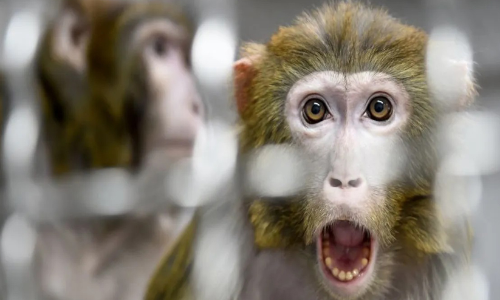 ബ്രി​ട്ട​നി​ൽ മ​ങ്കി​പോ​ക്സ് കണ്ടെത്തി