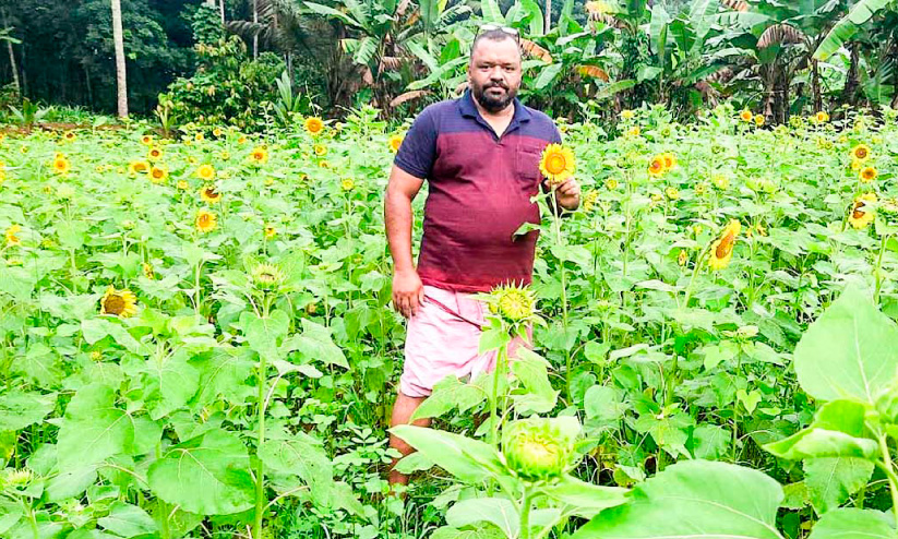 മണ്ണറിഞ്ഞാൽ വിളയും സൂര്യകാന്തിയും മണ്ണറിഞ്ഞാൽ വിളയും സൂര്യകാന്തിയും