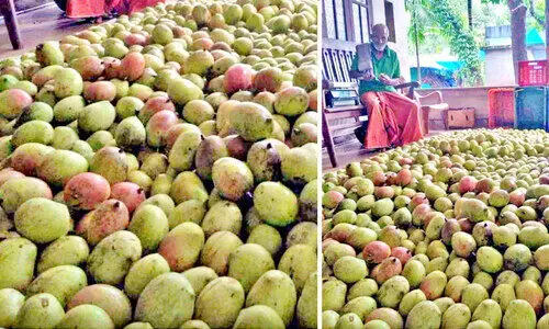 കർഷകർക്ക് ആശ്വാസം; അരൂർ ഒളോർ മാങ്ങ ഉൽപാദനം കൂടി