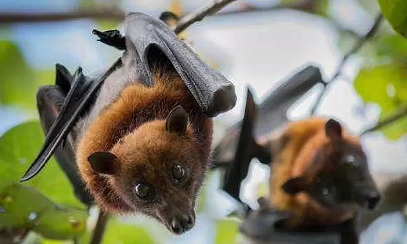 നിപ: പ്രതിരോധം ശക്തമാക്കാൻ ജില്ലകൾക്ക് നിർദേശം; വവ്വാലുകളുള്ള പ്രദേശങ്ങളിലുള്ളവര് പ്രത്യേകം ശ്രദ്ധിക്കണം നിപ: പ്രതിരോധം ശക്തമാക്കാൻ ജില്ലകൾക്ക് നിർദേശം; വവ്വാലുകളുള്ള പ്രദേശങ്ങളിലുള്ളവര് പ്രത്യേകം ശ്രദ്ധിക്കണം