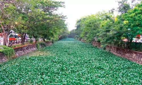 വീണ്ടും കള നിറഞ്ഞ്​ കനോലി കനാൽ