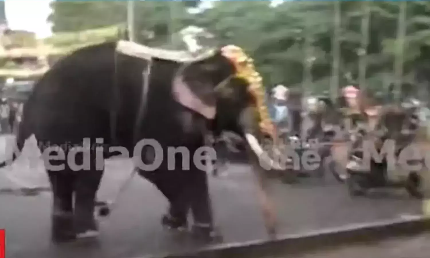 തൃശൂർ പൂരത്തിനിടെ ആന ഇടഞ്ഞു: നിമിഷങ്ങള്‍ക്കുള്ളില്‍ തളച്ചു