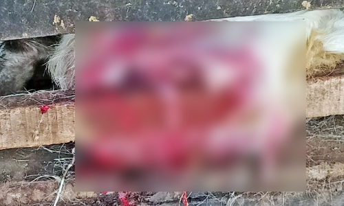 മാ​വ​ാടി​ക്കു​ന്നി​ൽ ആ​ടി​നെ അ​ജ്ഞാ​ത​ജീ​വി ക​ടി​ച്ചു​കൊ​ന്നു