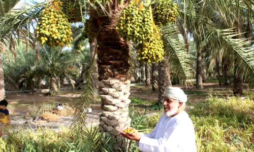 നിസ്​വയിൽ ഈത്തപ്പഴ  സീസണിന്​ തുടക്കം