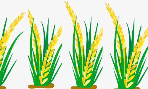 race image race image