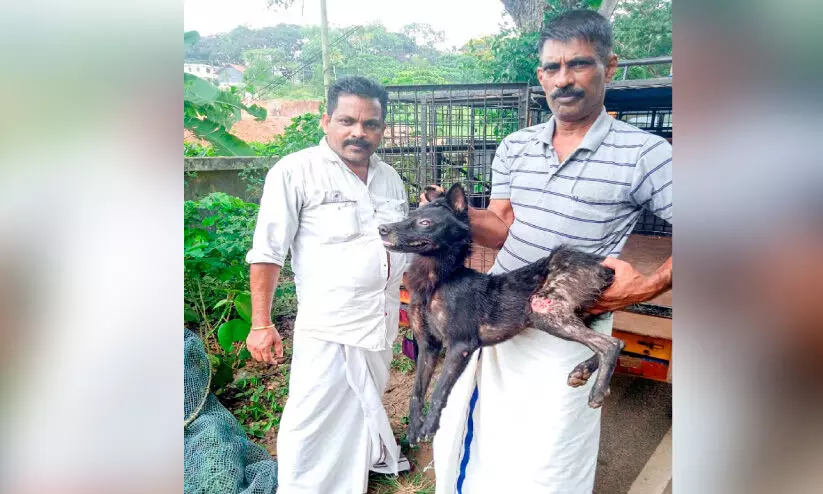 Improvement in the health of the street dog rescued by auto drivers