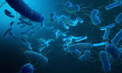 Shigella, virus Shigella, virus