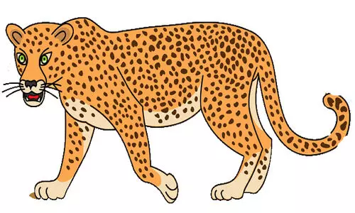 Leopard