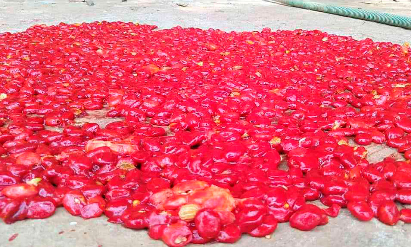 കരിമ്പം തോട്ടത്തിൽ വിത്തുൽപാദനം തുടങ്ങി കരിമ്പം തോട്ടത്തിൽ വിത്തുൽപാദനം തുടങ്ങി