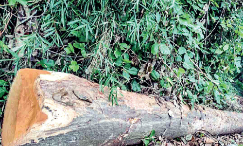 സൗഹൃദം ഊട്ടിയുറപ്പിച്ച് ആമപ്പൊയിൽ ഗ്രാമം:  ക്ഷേത്ര നിർമാണത്തിന് സൗജന്യമായി മരം നൽകി മുസ്ലിം കുടുംബം