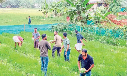 ഇലയുടെ കാരുണ്യ തണ്ണിമത്തൻ വിളഞ്ഞു