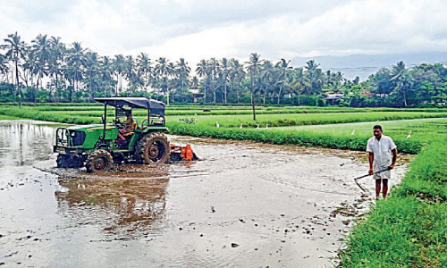മഴ; പൊടി വിത ഒഴിവാക്കി വിത്ത് വിതച്ച് കർഷകർ