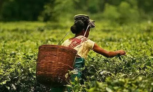 tea workers