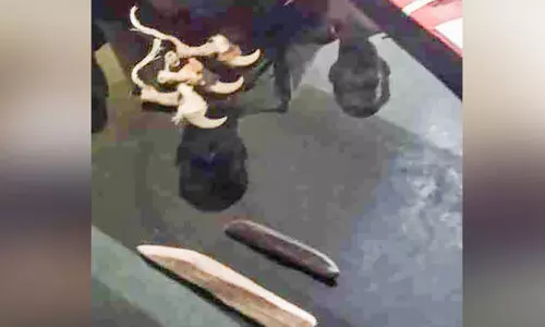 വന്യജീവികളുടെ നഖങ്ങളും ചന്ദന മരക്കഷണങ്ങളുമായി യുവാവ് പിടിയിൽ