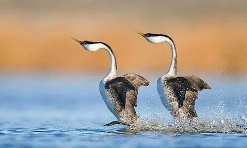 Western Grebe surfing through water