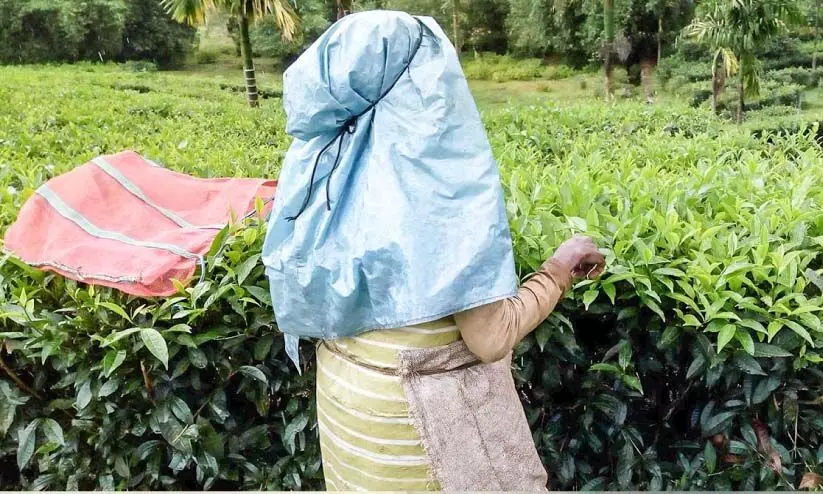 tea estate tea estate