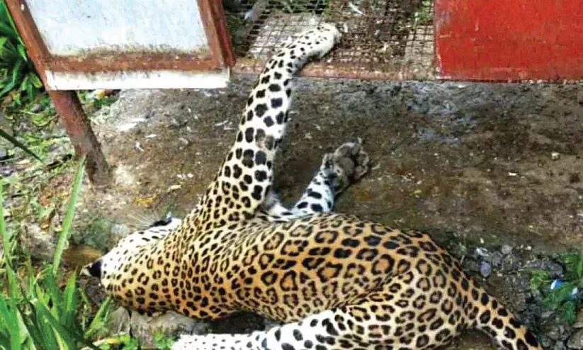 വാല്‍പ്പാറയിൽ പുലി ചത്ത നിലയിൽ