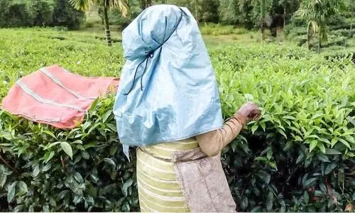 tea estate tea estate