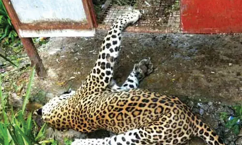 വാല്‍പ്പാറയിൽ പുലി ചത്ത നിലയിൽ