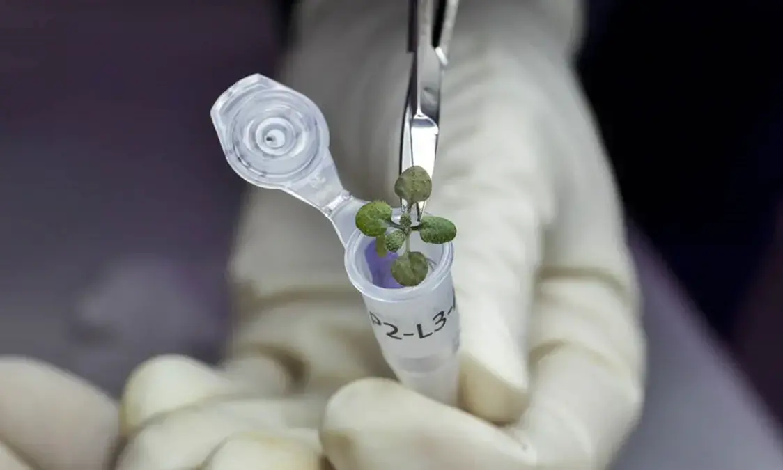 ഇനി ചന്ദ്രനിലും കൃഷി ചെയ്യാം; ചന്ദ്രനിലെ മണ്ണിൽ ചെടികൾ വളർത്തി ശാസ്ത്രജ്ഞർ