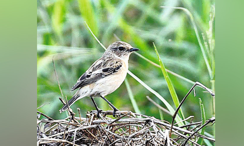 World Migratory Bird Day World Migratory Bird Day
